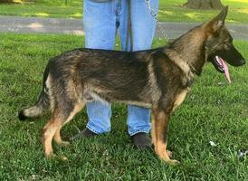 7 Month Old Sable Male For Sale