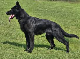 Fully trained GSD male available...