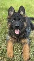 3 Month Old Long Coat Female