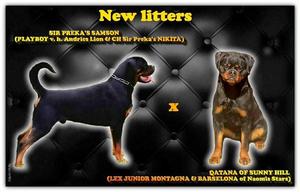 Rottweiler puppies