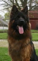 Beautiful Long Coat Male Black and Red