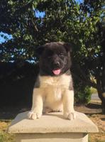 American Akita, exceptional puppies