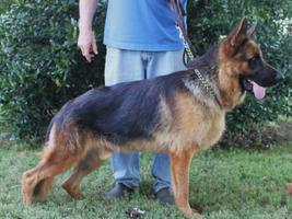 15 Month Old WG Show Line For Sale