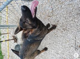 11 months, black sable
