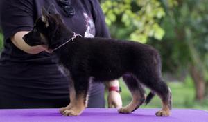 Competition Dog