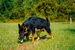 10 Month Old Male Black/Red DDR Bloodlines.