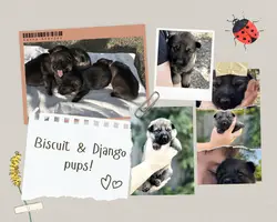 Working pups out of titled parents