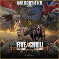 Knpv Dutch Shepherd/Malinois Litter. Imported Pers