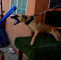 Bullherder Male Puppy. 7 months Old. Uk Imported P