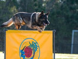 Puppies from 2x IGP National Champion