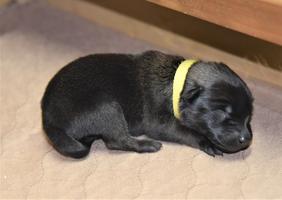 Yellow Male Belgian Malinois Puppy