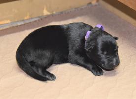 Purple Female Belgian Malinois Puppy