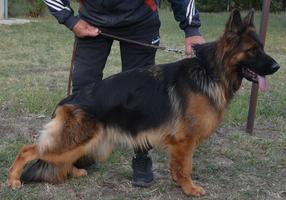 Pregnant long hair female