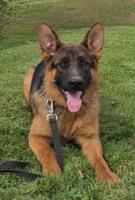 Large 7 Month Old Rich Black and Red Male