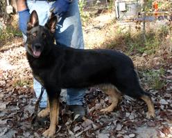 GORGEOUS WORKING LINE FEMALE