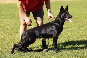 19 months old female - BH title