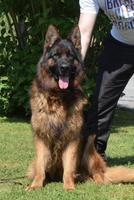 ⭐️ V1 Male for sale ⭐️