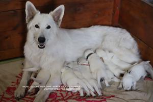 YADIEL JAMILSTAR Z LITTER OPEN FOR RESERVATION