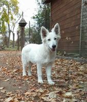 YADIEL JAMILSTAR -PINK GIRL  Y LITTER