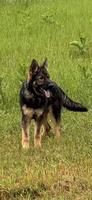 DDR Female, 9 months, Dark Sable!