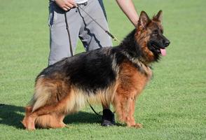 Import WGSL LC Litter Sable/ Black and Reds