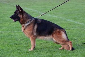 "MATED" Bazooka daughter SG1 rated