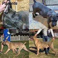 Cane Corso puppies