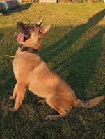 Single purpose female for sale for searching detec