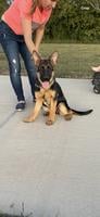 15 weeks old female German shepherd puppy