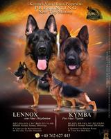 Super puppies for sale from SG7, VA 2  Lennox Vom