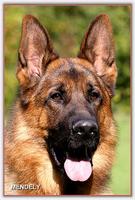 Rüde G E S U C H T - L O O C K I N G for a Male