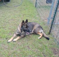 AKC German Working Line Female