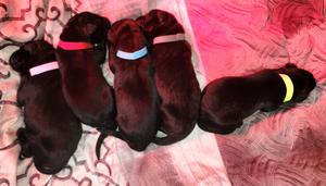 DDR/Czech German Shepherd Puppies