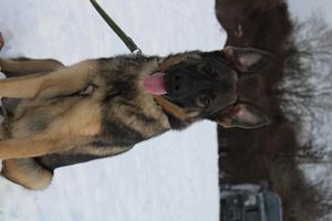 Super female available