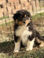 AKC & ASCA Australian Shepherd puppies! Parents ar
