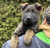 CZECH VERY TOP MALE FOR SPORT and BREEDING