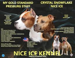 American Staffordshire terrier