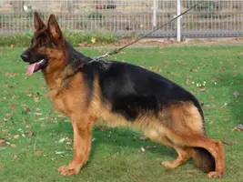 German Shepherd Dog Female For Sale