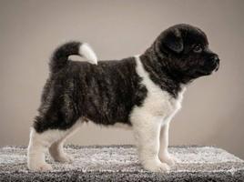 American Akita, top quality puppies