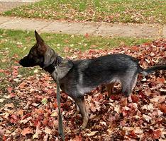 Imported female available