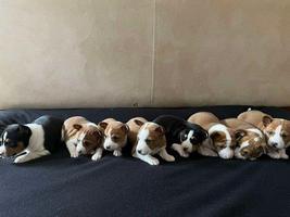 Basenji red-white and tricolor puppies