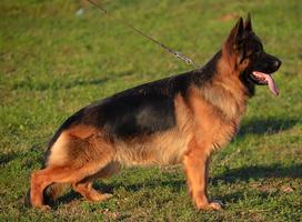 Titled BSZS female long hair for sale. Kety de la