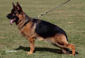 Top Quality Titled Male for Stud