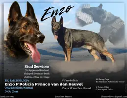 IGP3 Dark Sable German Shepherd Stud