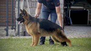 Young Long Coat German Shepherd Female-Quantum Beg