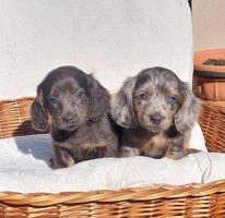 Long-haired and short-haired dachshunds