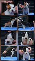 American Staffordshire Terrier puppies