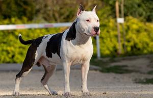 American staffordshire terrier male available to s