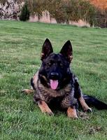 Titled 3 Year Old Czech Import Female