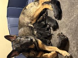 Dark Sable, Black &Tan Pups Sire Powerful German S